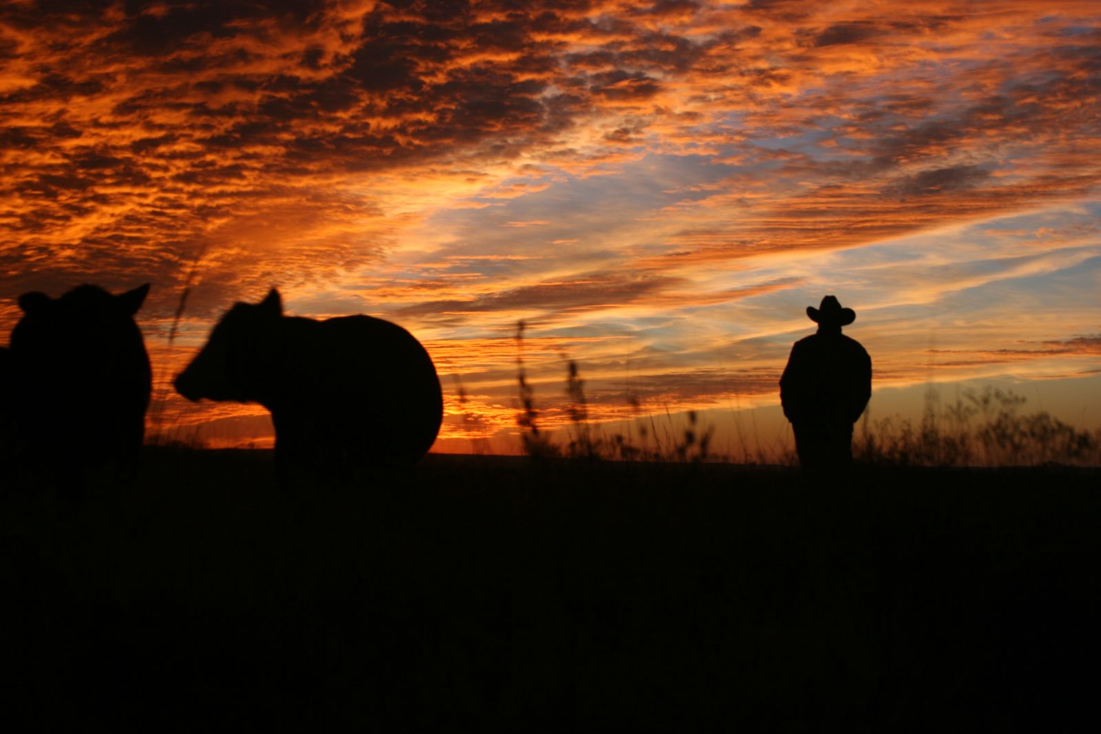 silhouette of cattle and a farmer with sunset in background